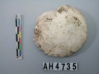 藏品(大型螺蓋製貝刮器)的圖片